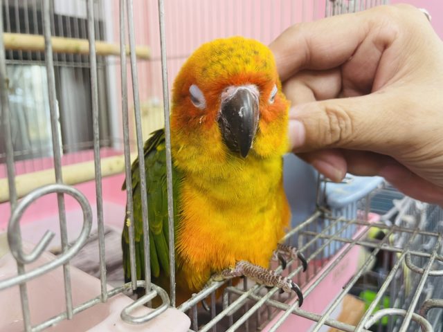 コガネメキシコインコ