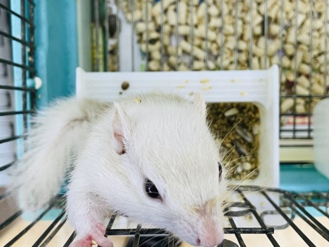 ホワイトシマリス