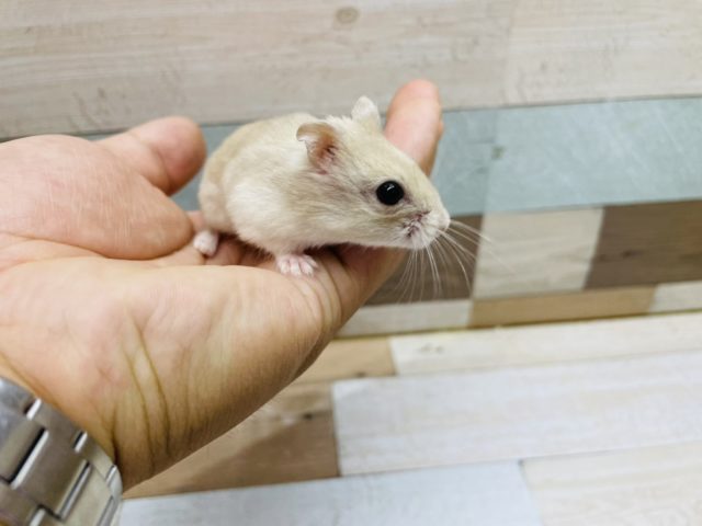 マンダリンハムスター