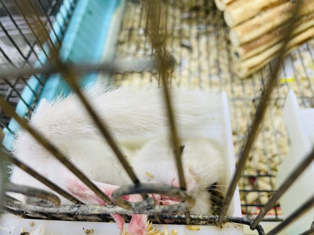 ホワイトシマリス