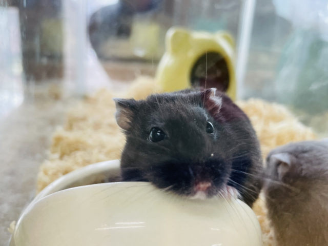 ドワーフハムスターの1種