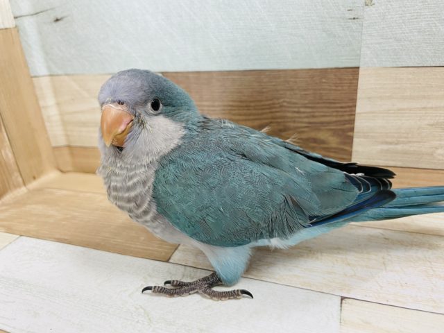 オキナインコ