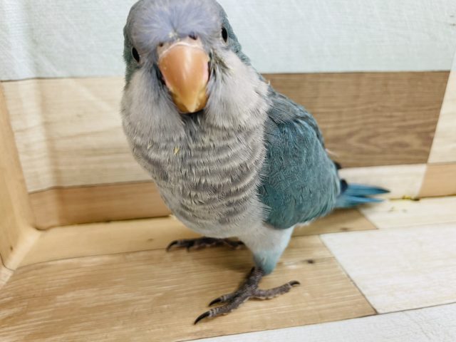 オキナインコ