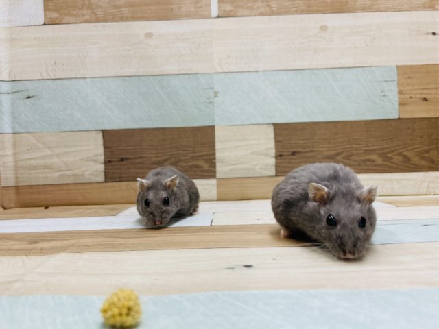 ドワーフハムスターの1種