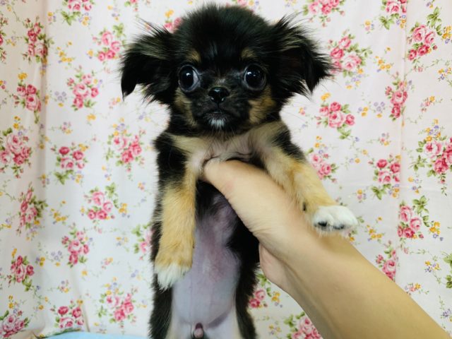 チンチワ（狆チワ）