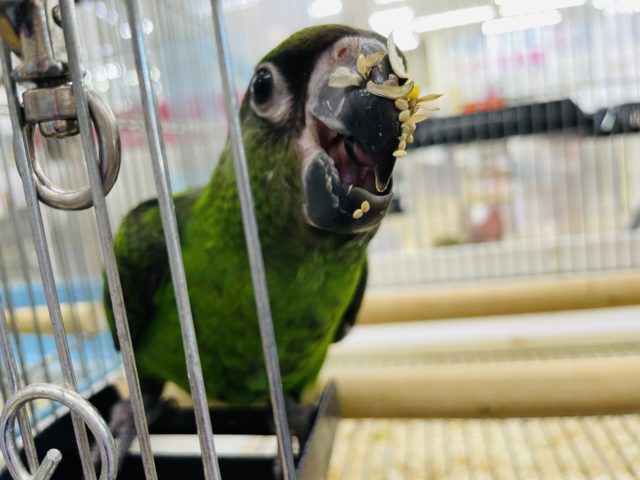 ズアカハネナガ