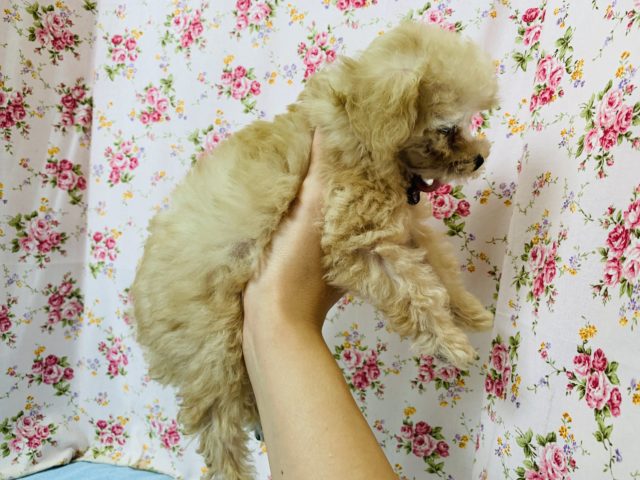 トイプードル