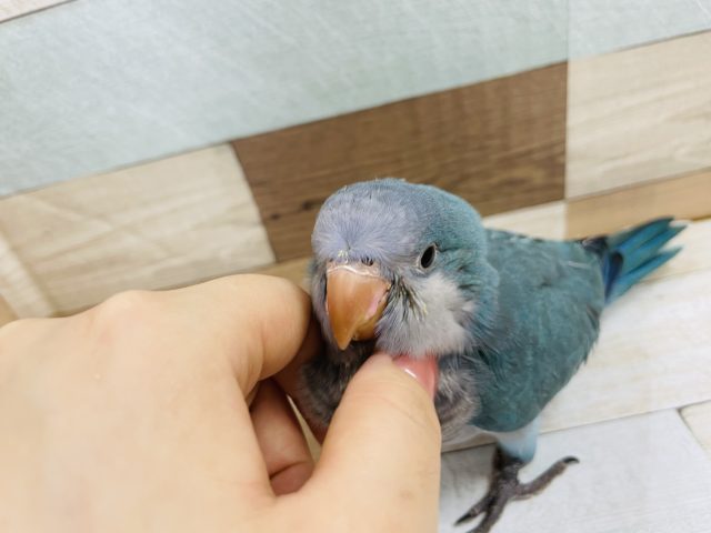 オキナインコ