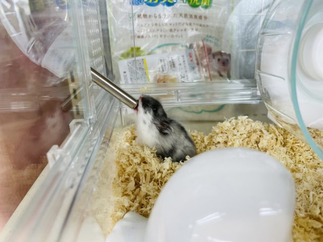 マーブルハムスター