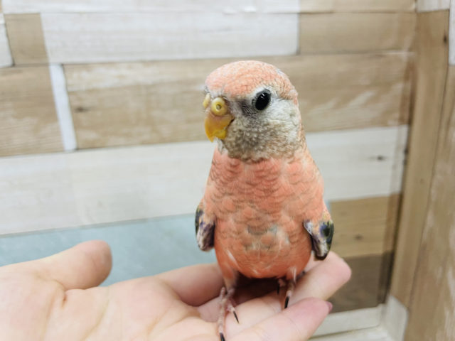 アキクサインコ（秋草インコ）