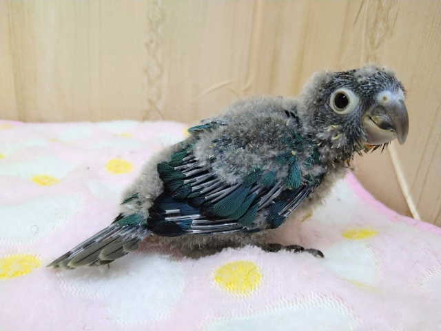 ホオミドリウロコインコ