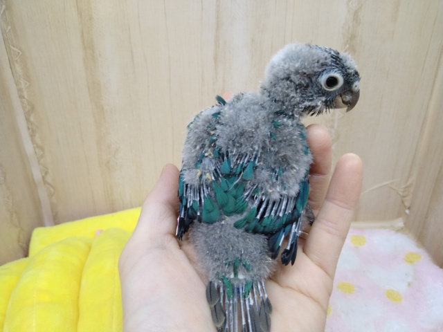 ホオミドリウロコインコ