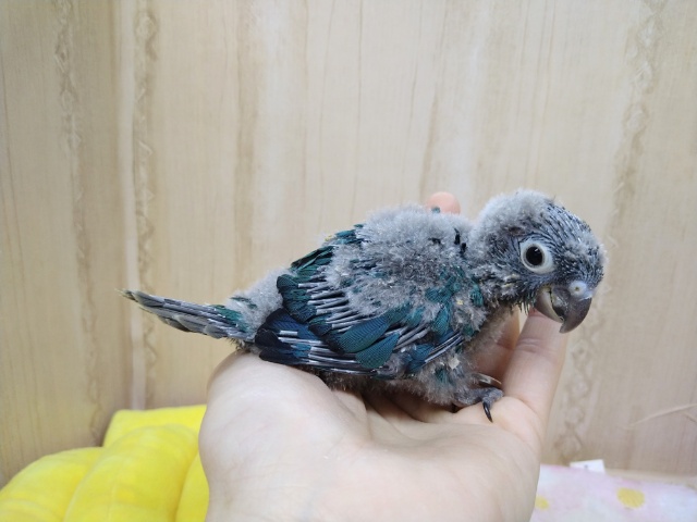 ホオミドリウロコインコ