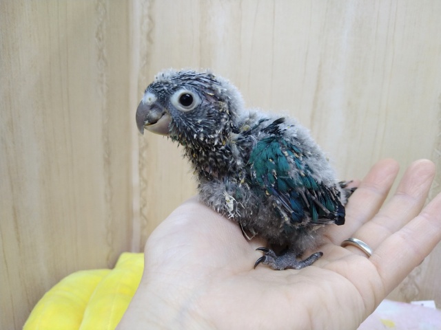 ホオミドリウロコインコ