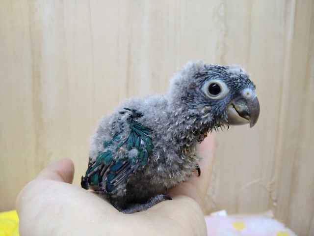 ホオミドリウロコインコ