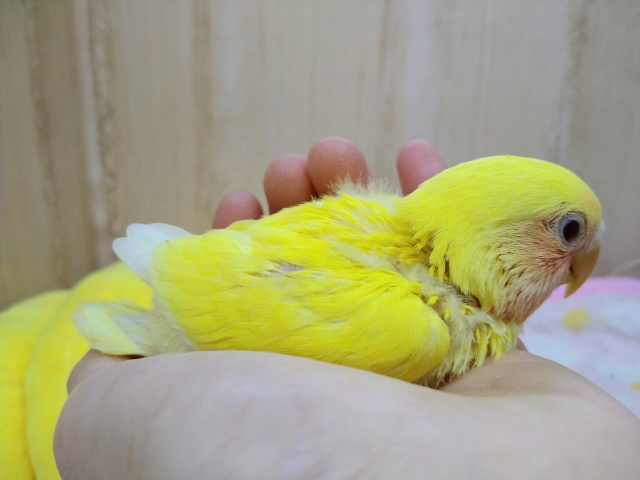 コザクラインコ（小桜インコ）