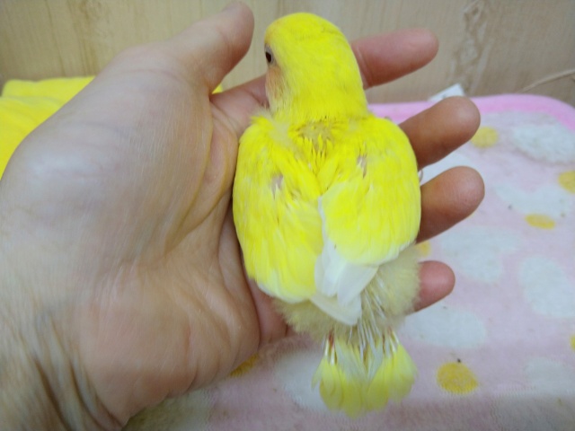 コザクラインコ（小桜インコ）