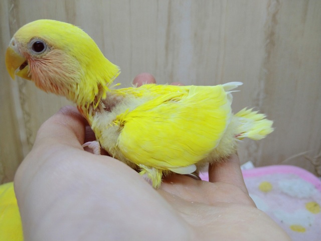 コザクラインコ（小桜インコ）