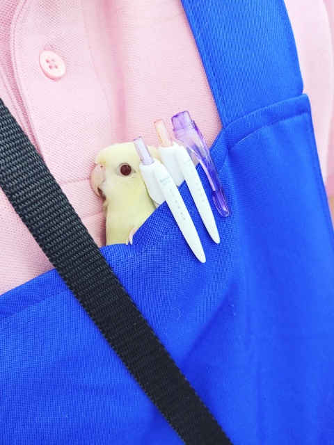サザナミインコ