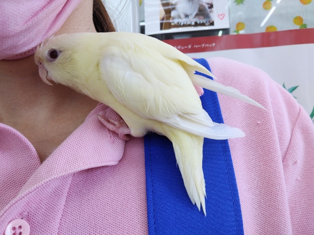 サザナミインコ