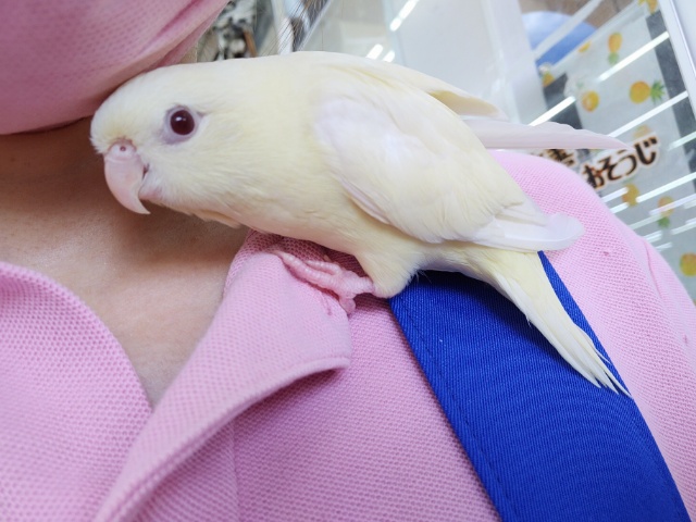 サザナミインコ