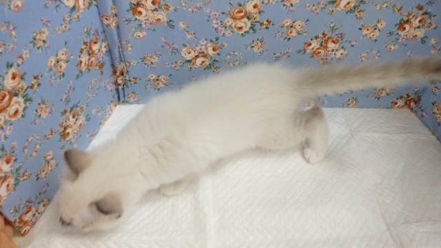 慎重派?ラグドール 男の子♪ ラグドール