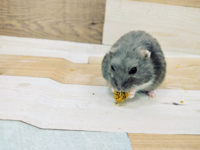 ジャンガリアンハムスター