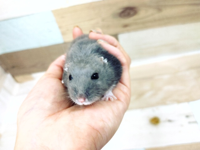 ジャンガリアンハムスター