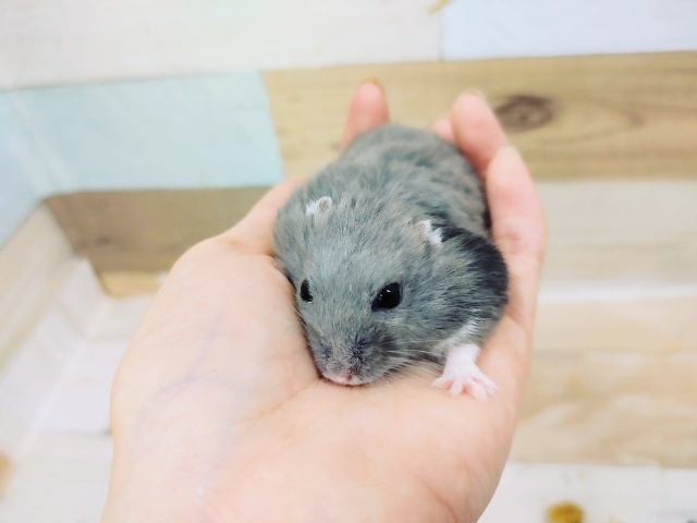 ジャンガリアンハムスター