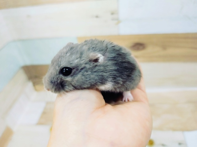 ジャンガリアンハムスター