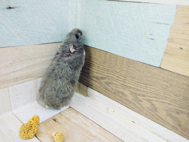 ジャンガリアンハムスター