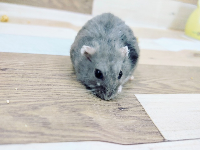 ジャンガリアンハムスター