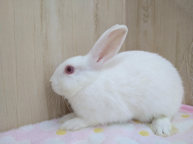 ミニウサギ