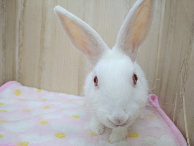 ミニウサギ