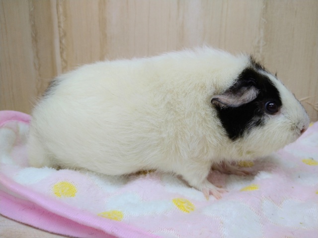 テディモルモット