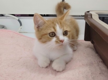 スコティッシュフォールド