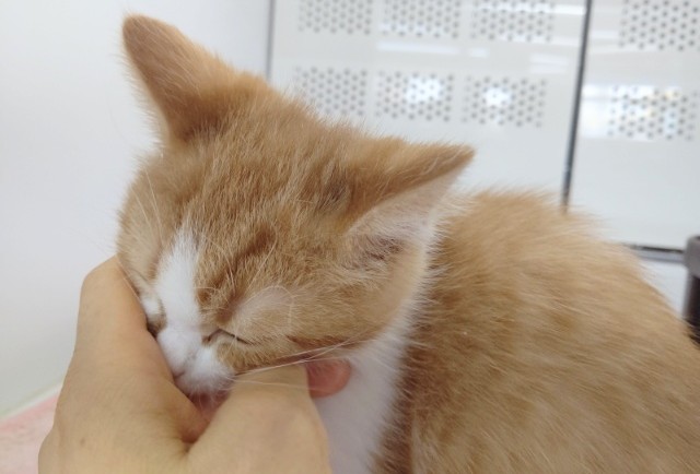 スコティッシュフォールド