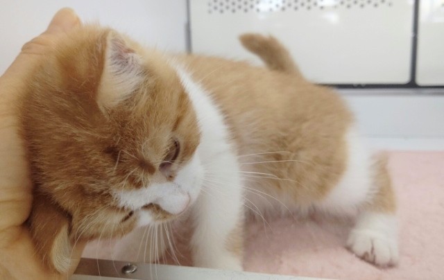 スコティッシュフォールド