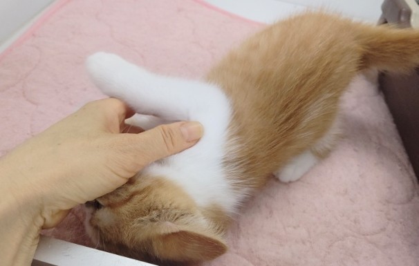 スコティッシュフォールド