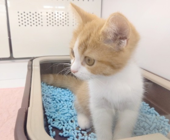 スコティッシュフォールド