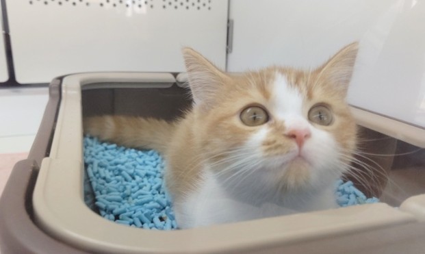 スコティッシュフォールド