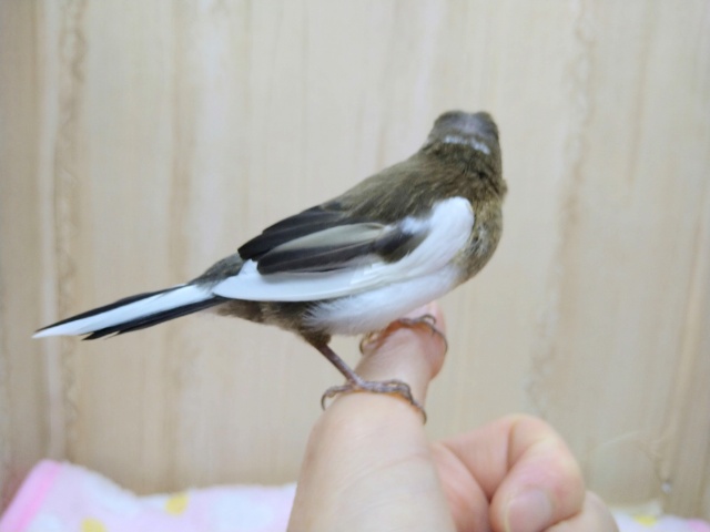 十姉妹（ジュウシマツ）