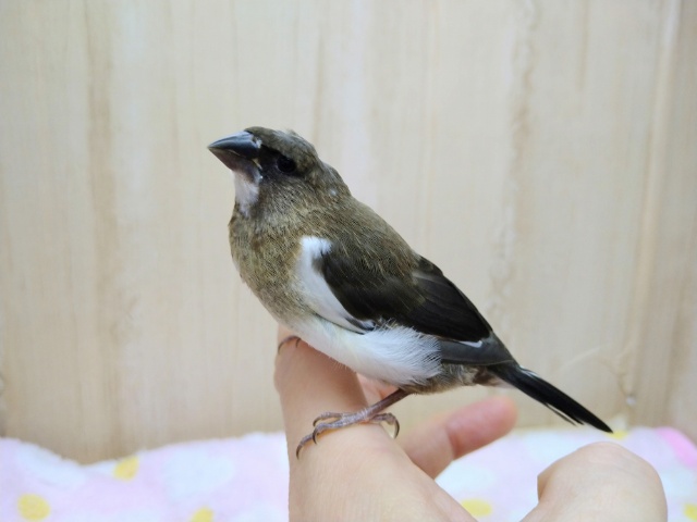 十姉妹（ジュウシマツ）