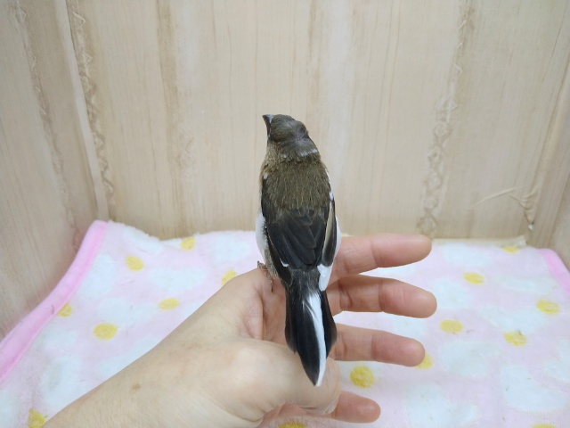 十姉妹（ジュウシマツ）