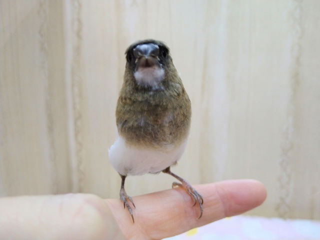 十姉妹（ジュウシマツ）