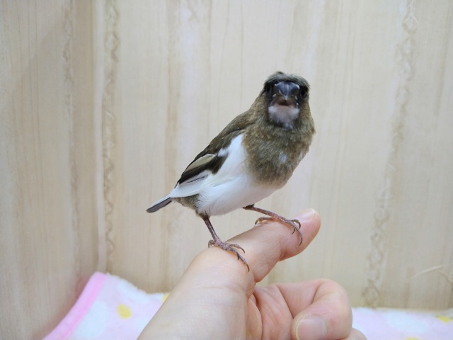 十姉妹（ジュウシマツ）