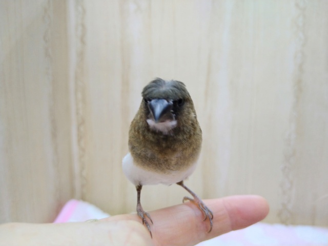 十姉妹（ジュウシマツ）