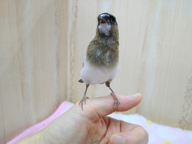 十姉妹（ジュウシマツ）