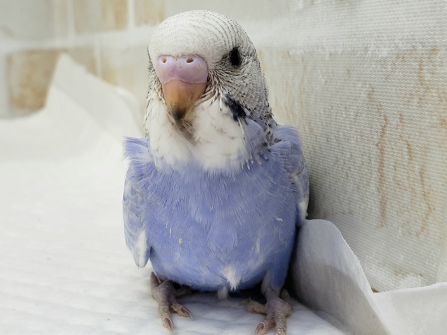 爽やか系、スパングルブルーセキセイインコ セキセイインコ