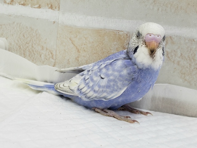 爽やか系、スパングルブルーセキセイインコ セキセイインコ